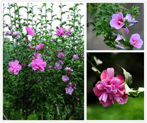 芙蓉是什麼花|木芙蓉（锦葵科木槿属植物）